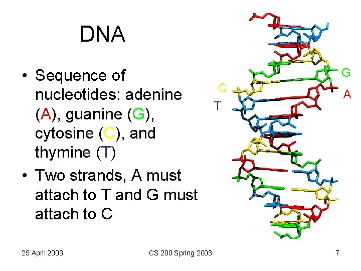 DNA • Sequence of nucleotides: adenine (A), guanine (G), cytosine (C), and thymine (T)