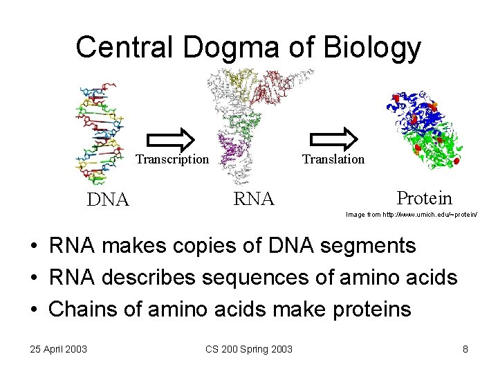 Central Dogma of Biology Translation Transcription DNA RNA Protein Image from http: //www. umich.