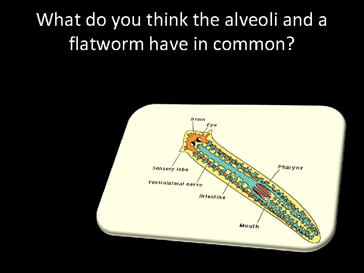 What do you think the alveoli and a flatworm have in common? What do you think the alveoli and a flatworm have in common?