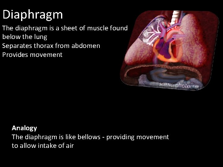Diaphragm The diaphragm is a sheet of muscle found below the lung Separates thorax Diaphragm The diaphragm is a sheet of muscle found below the lung Separates thorax