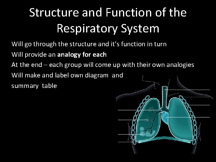Structure and Function of the Respiratory System Will go through the structure and it’s Structure and Function of the Respiratory System Will go through the structure and it’s