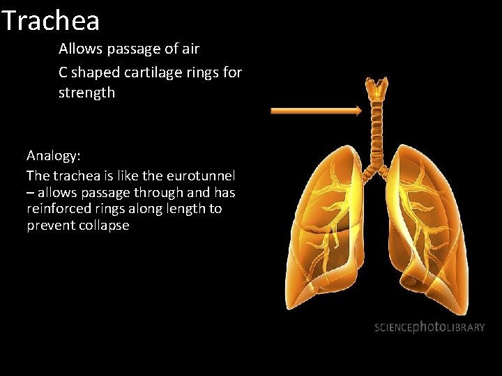 Trachea Allows passage of air C shaped cartilage rings for strength Analogy: The trachea Trachea Allows passage of air C shaped cartilage rings for strength Analogy: The trachea