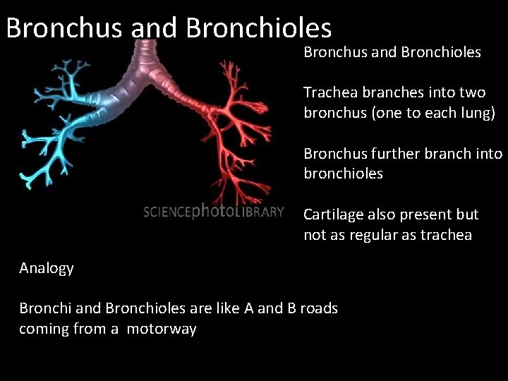 Bronchus and Bronchioles Trachea branches into two bronchus (one to each lung) Bronchus further Bronchus and Bronchioles Trachea branches into two bronchus (one to each lung) Bronchus further