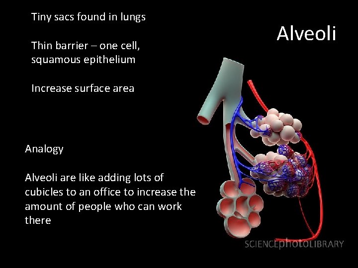 Tiny sacs found in lungs Thin barrier – one cell, squamous epithelium Increase surface Tiny sacs found in lungs Thin barrier – one cell, squamous epithelium Increase surface