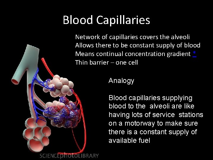 Blood Capillaries Network of capillaries covers the alveoli Allows there to be constant supply Blood Capillaries Network of capillaries covers the alveoli Allows there to be constant supply