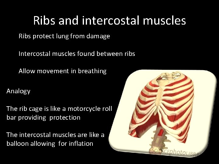 Ribs and intercostal muscles Ribs protect lung from damage Intercostal muscles found between ribs Ribs and intercostal muscles Ribs protect lung from damage Intercostal muscles found between ribs