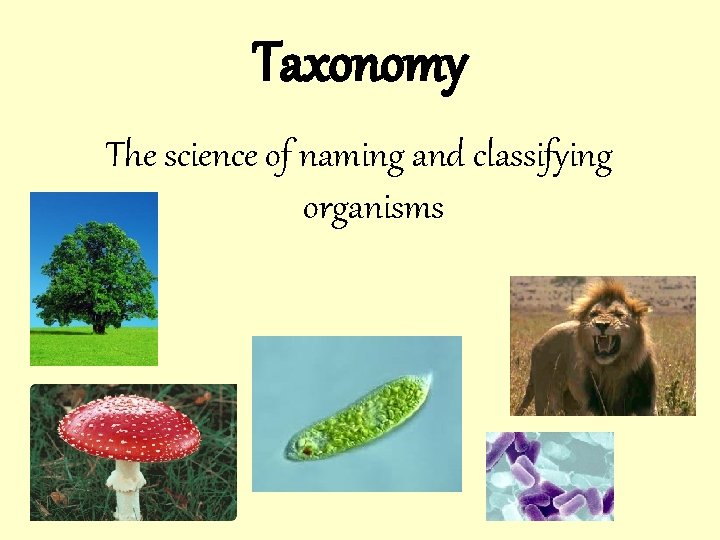 Taxonomy The science of naming and classifying organisms 