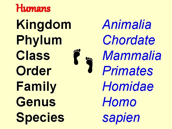 Humans Kingdom Phylum Class Order Family Genus Species Animalia Chordate Mammalia Primates Homidae Homo