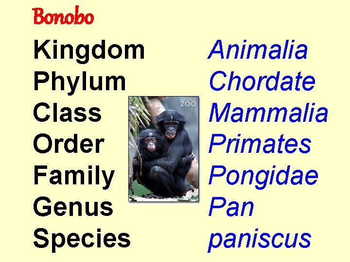 Bonobo Kingdom Phylum Class Order Family Genus Species Animalia Chordate Mammalia Primates Pongidae Pan