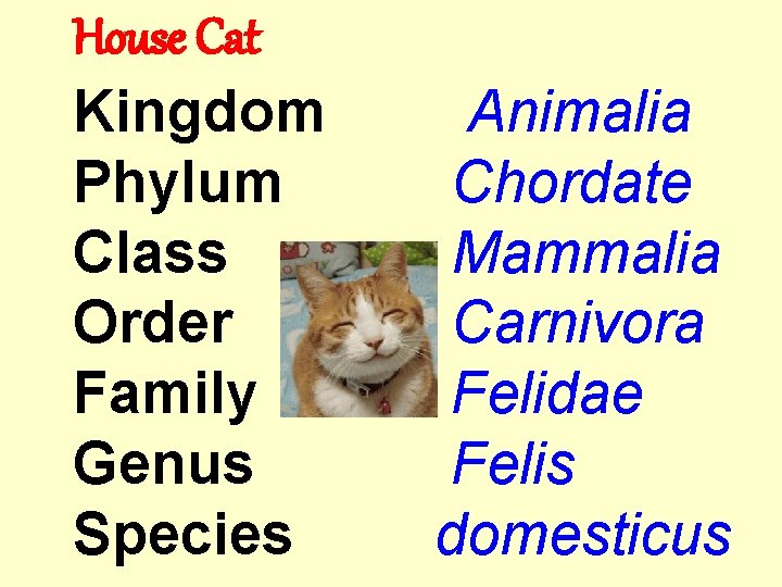 House Cat Kingdom Phylum Class Order Family Genus Species Animalia Chordate Mammalia Carnivora Felidae