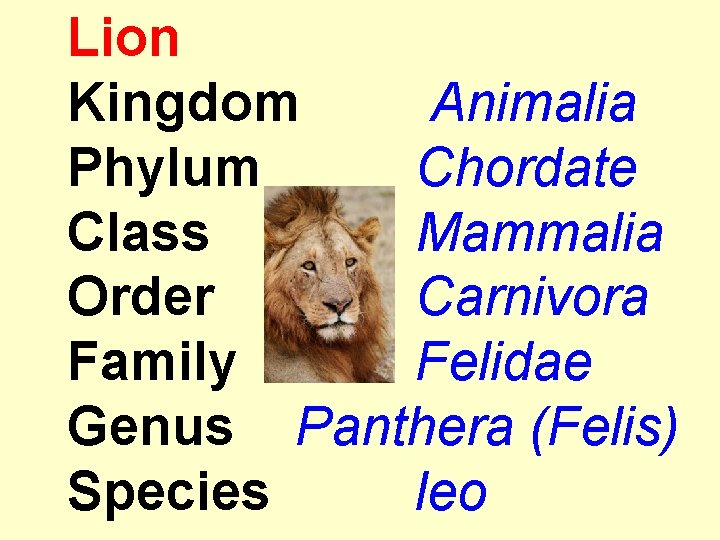 Lion Kingdom Animalia Phylum Chordate Class Mammalia Order Carnivora Family Felidae Genus Panthera (Felis)