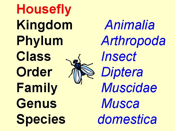 Housefly Kingdom Phylum Class Order Family Genus Species Animalia Arthropoda Insect Diptera Muscidae Musca