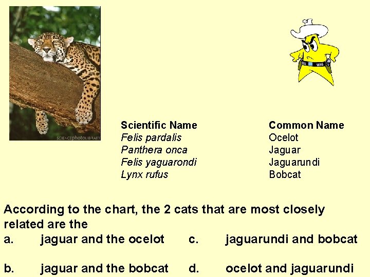 Scientific Name Felis pardalis Panthera onca Felis yaguarondi Lynx rufus Common Name Ocelot Jaguarundi