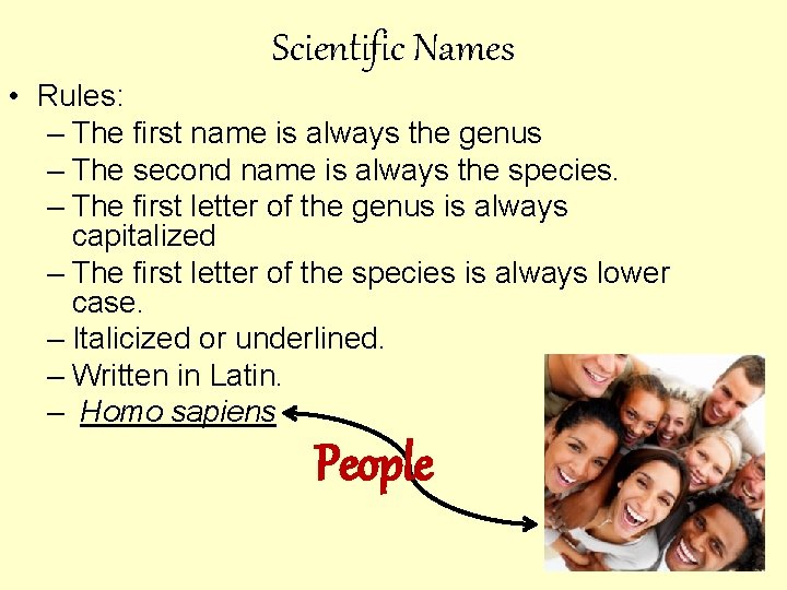 Scientific Names • Rules: – The first name is always the genus – The