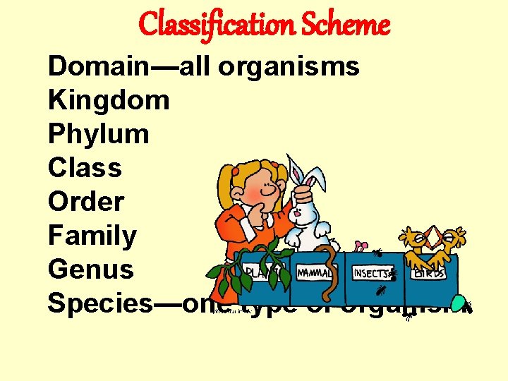 Classification Scheme Domain—all organisms Kingdom Phylum Class Order Family Genus Species—one type of organism