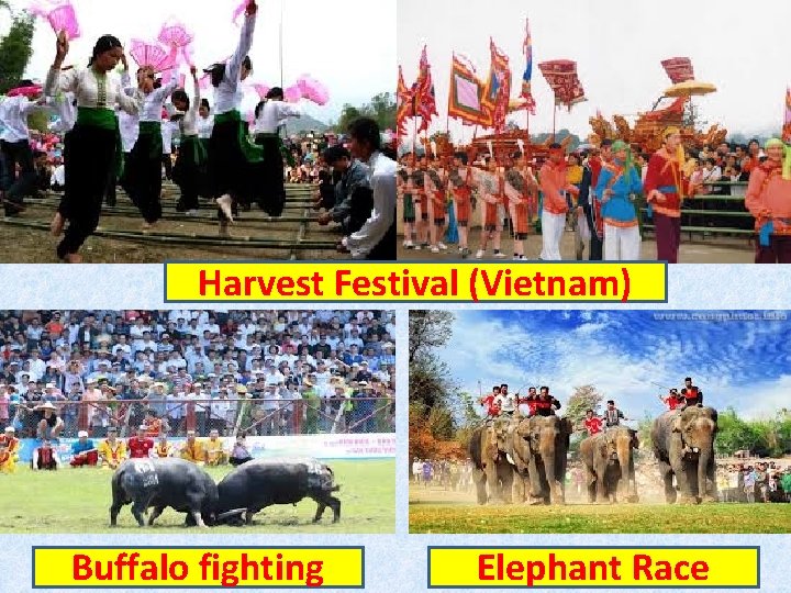 Harvest Festival (Vietnam) Buffalo fighting Elephant Race 