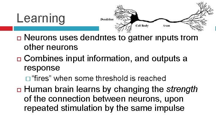 Learning Neurons uses dendrites to gather inputs from other neurons Combines input information, and
