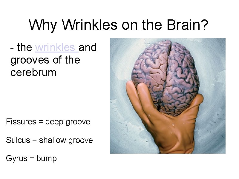 Why Wrinkles on the Brain? - the wrinkles and grooves of the cerebrum Fissures