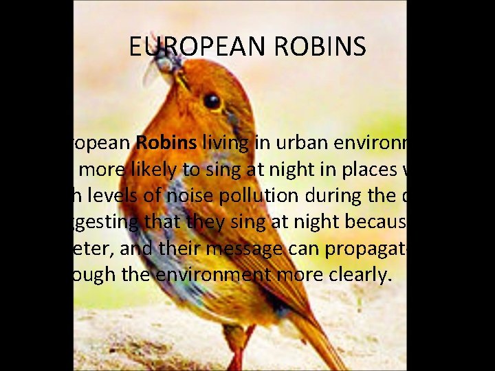 EUROPEAN ROBINS • European Robins living in urban environments are more likely to sing