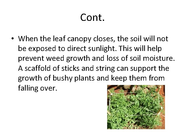 Cont. • When the leaf canopy closes, the soil will not be exposed to