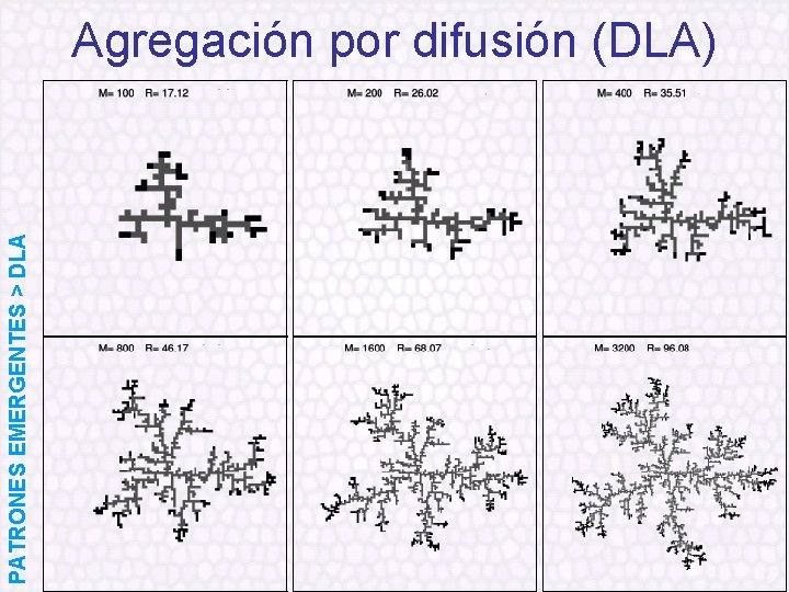 PATRONES EMERGENTES > DLA Agregación por difusión (DLA) 