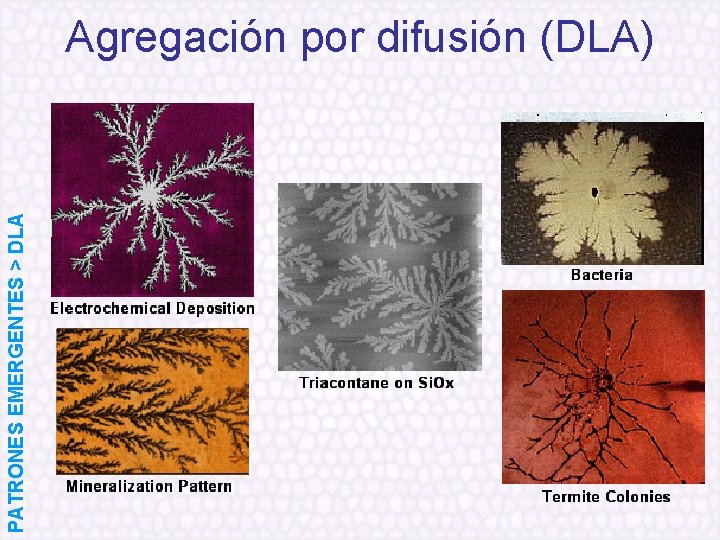 PATRONES EMERGENTES > DLA Agregación por difusión (DLA) 