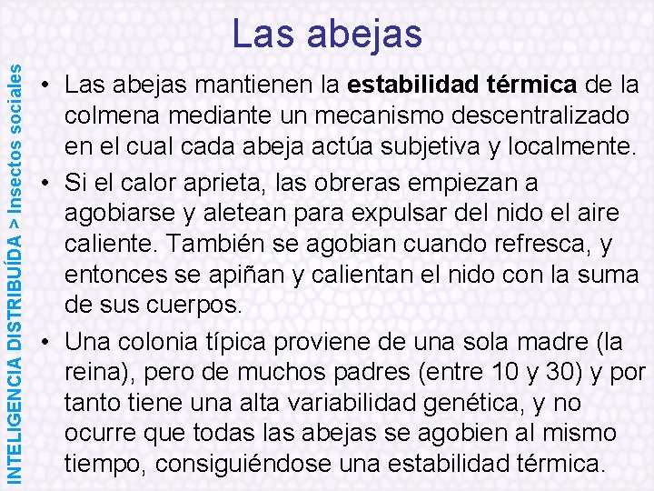 INTELIGENCIA DISTRIBUÍDA > Insectos sociales Las abejas • Las abejas mantienen la estabilidad térmica