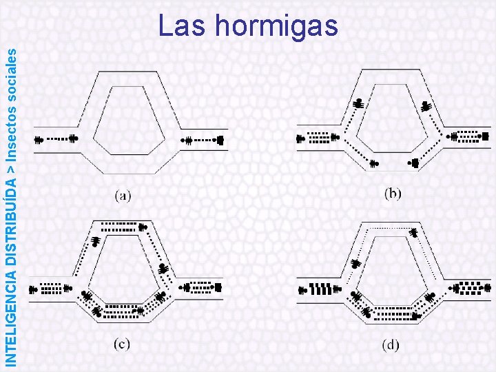 INTELIGENCIA DISTRIBUÍDA > Insectos sociales Las hormigas 