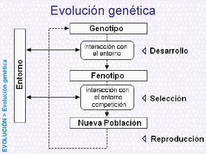 EVOLUCIÓN > Evolución genética 