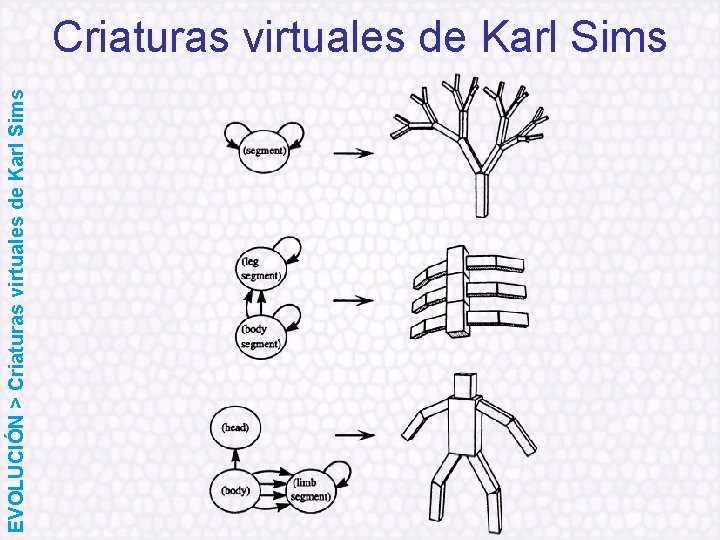 EVOLUCIÓN > Criaturas virtuales de Karl Sims 