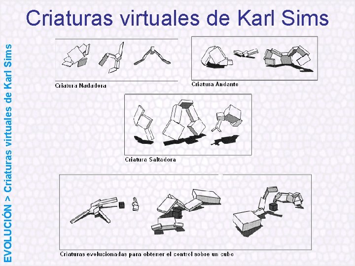 EVOLUCIÓN > Criaturas virtuales de Karl Sims 