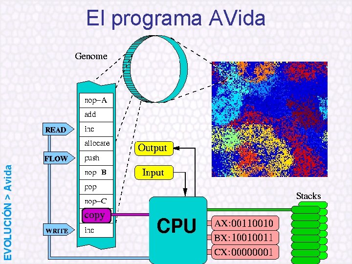 EVOLUCIÓN > Avida El programa AVida 