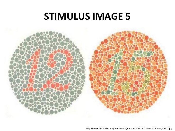 STIMULUS IMAGE 5 http: //www. thehindu. com/multimedia/dynamic/00004/Colour. Blindness_4671 f. jpg 