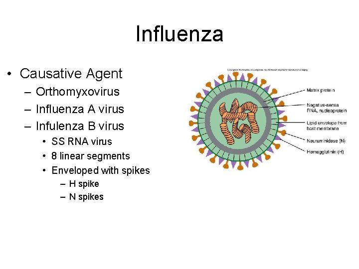 Influenza • Causative Agent – Orthomyxovirus – Influenza A virus – Infulenza B virus