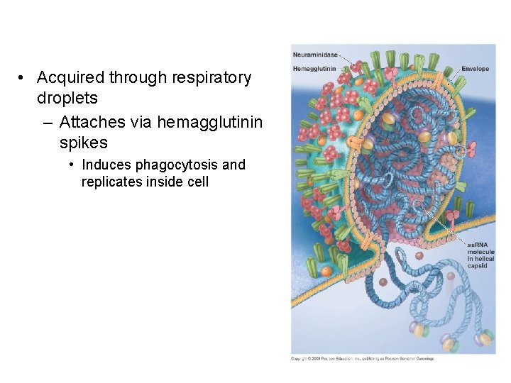  • Acquired through respiratory droplets – Attaches via hemagglutinin spikes • Induces phagocytosis