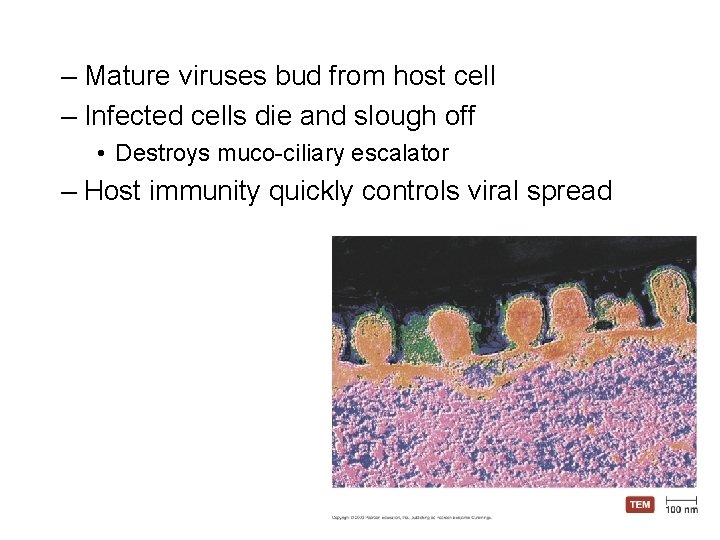 – Mature viruses bud from host cell – Infected cells die and slough off