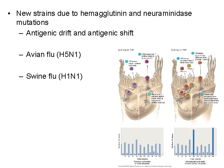  • New strains due to hemagglutinin and neuraminidase mutations – Antigenic drift and
