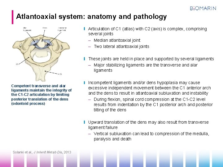 Atlantoaxial system: anatomy and pathology Articulation of C 1 (atlas) with C 2 (axis)