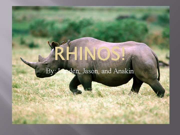 RHINOS! By: Landen, Jason, and Anakin 