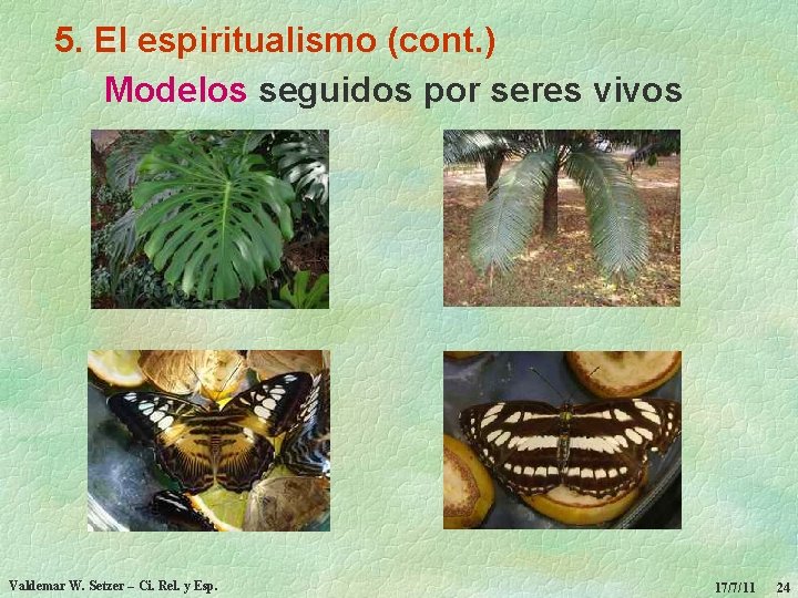 5. El espiritualismo (cont. ) Modelos seguidos por seres vivos Valdemar W. Setzer –
