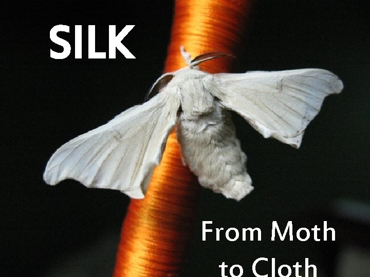 SILK From Moth 