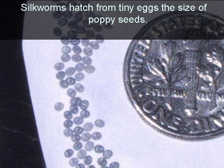 Silkworms hatch from tiny eggs the size of poppy seeds. 