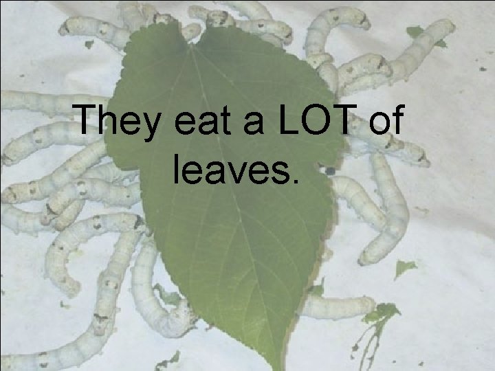 They eat a LOT of leaves. 