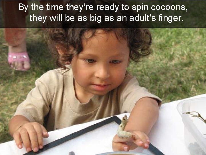By the time they’re ready to spin cocoons, they will be as big as