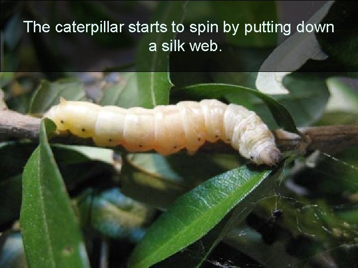 The caterpillar starts to spin by putting down a silk web. 