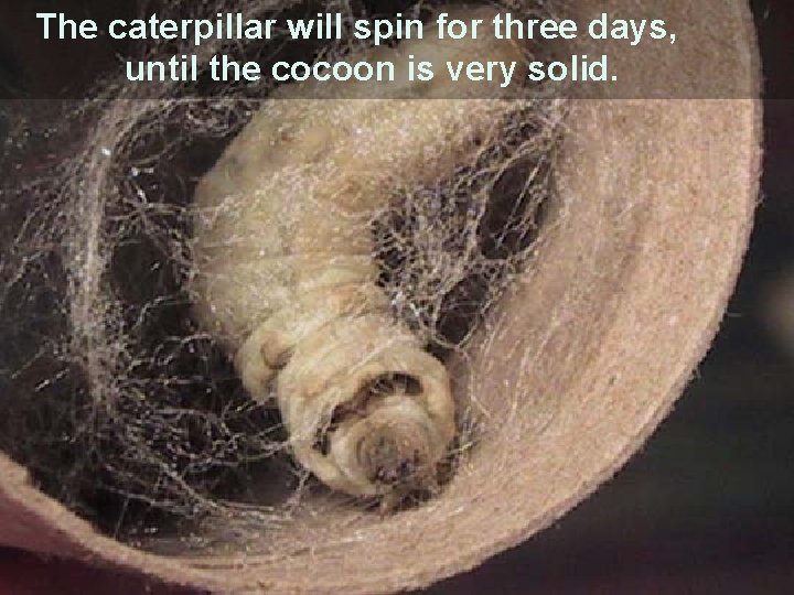 The caterpillar will spin for three days, until the cocoon is very solid. 