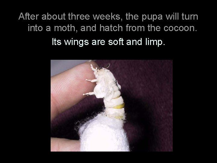 After about three weeks, the pupa will turn into a moth, and hatch from