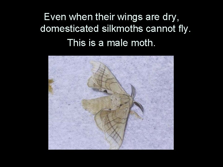 Even when their wings are dry, domesticated silkmoths cannot fly. This is a male