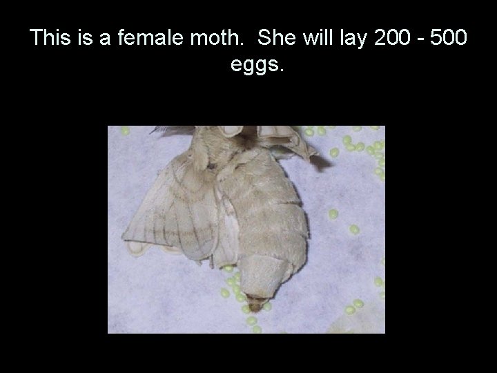 This is a female moth. She will lay 200 - 500 eggs. 