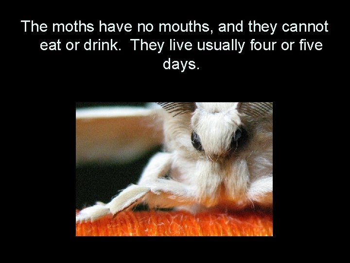 The moths have no mouths, and they cannot eat or drink. They live usually